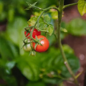 Nea's Green Garden Appartamento